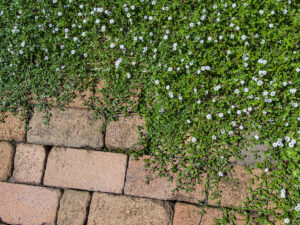 【トライ現場便り】“土間のある暮らし”を優しく包む植物