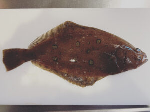 左ヒラメに右カレイ