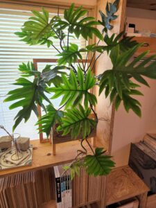 【フセン貼っとく】観葉植物の魅力とは