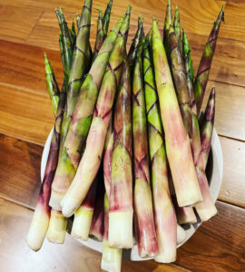 たけのこの季節です。