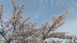 春の訪れと共に考える、持続可能な住まいの未来