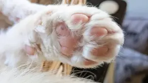 今日は何匹出勤？肉球が拝めるキャットウォークのある、猫が主役の里山カフェ