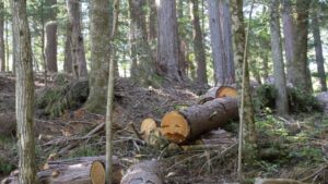 森のデザインが、地域の明日をつくる――「共生とゾーニング」の視点